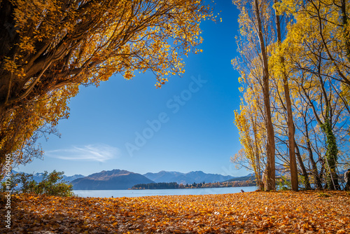 yellow colorful autumn leaves tree along wanaka lake with snow cap mountain range background in sunny day is very beautiful landscape view South Island New Zealand