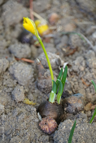 Sternbergia lutea flowers bulbous perennial plant Amaryllis family flora nature macro