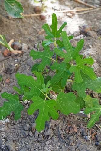 small fig tree sprout branches leaves nature flora