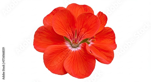 Wallpaper Mural Vibrant Red Geranium Blossom Isolated on White Background. Torontodigital.ca