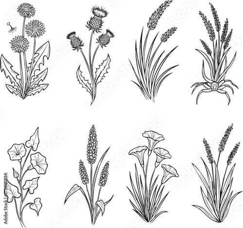 A collection of black and white line drawings depicting various wildflowers and grasses, including dandelions, thistles, and flowering plants with trumpet-shaped blooms.