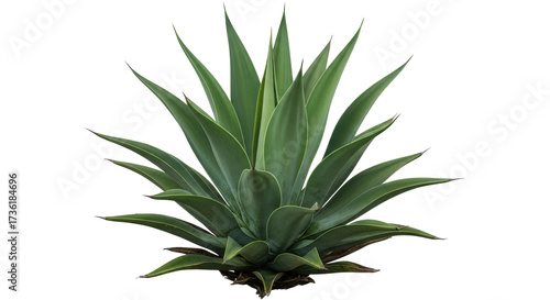 Isolated agave plant with spiky green leaves in a tropical garden ready to be planted