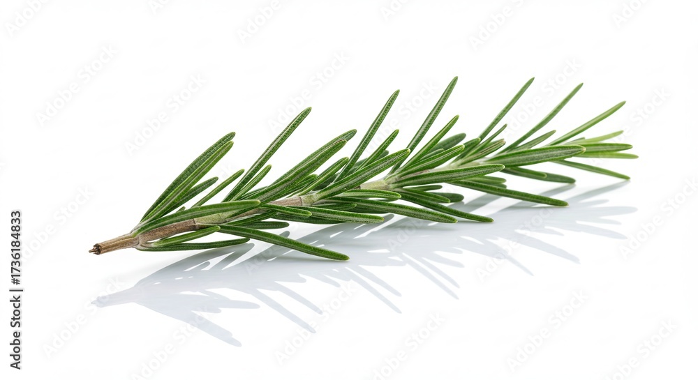 Fototapeta premium Fresh Rosemary Sprig Isolated on White Background with Reflection.