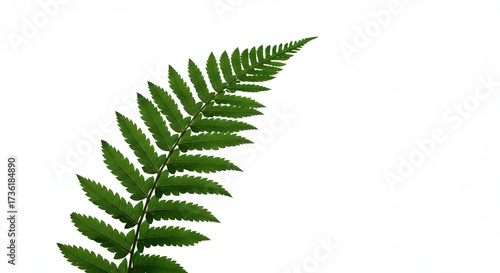 Green fern leaf isolated on white background, nature concept.