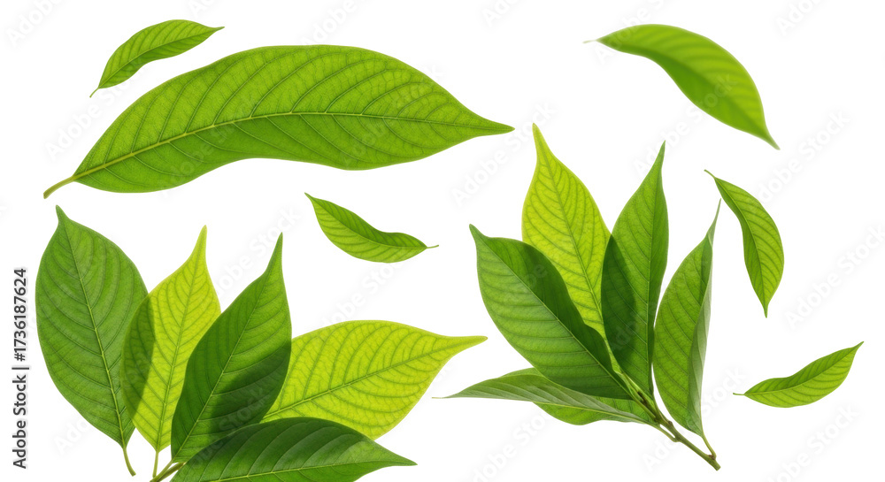 Fototapeta premium Isolated fresh green leaf set, nature element, tropical foliage, botany, natural decor