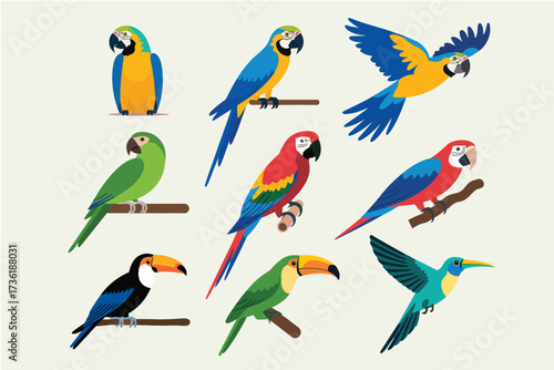 Collection of Colorful Parrots, Macaws, Toucans, and Hummingbirds in Vector Illustration