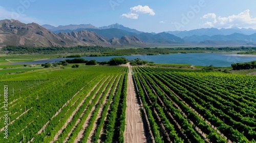Wallpaper Mural A dramatic aerial shot of a vineyard in the Uco Valley, Argentina Torontodigital.ca