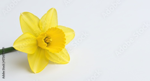 A single bright yellow daffodil flower with a green stem on a white background.