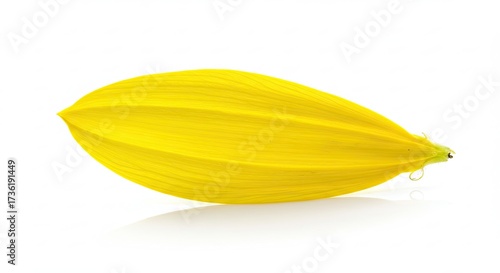 A single bright yellow lily petal isolated on a white background.