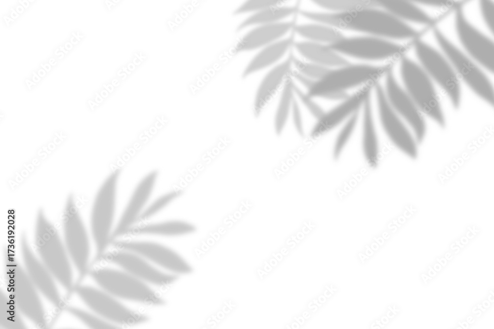 Fototapeta premium Plant leaf shadow and white background