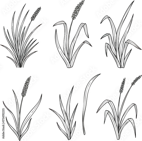 A set of six hand-drawn botanical illustrations of the plantain plant (Plantago) in black and white.