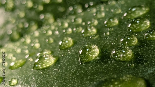 Natural texture of green leaf with dew drops