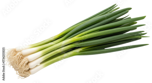 Isolated bundle of fresh green spring onions or scallions, uncooked, culinary ingredient