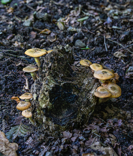 Mushrooms growing on a piece of branch