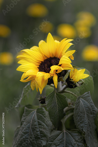 Sunflower in the garden - yellow and green together - closeup photo 