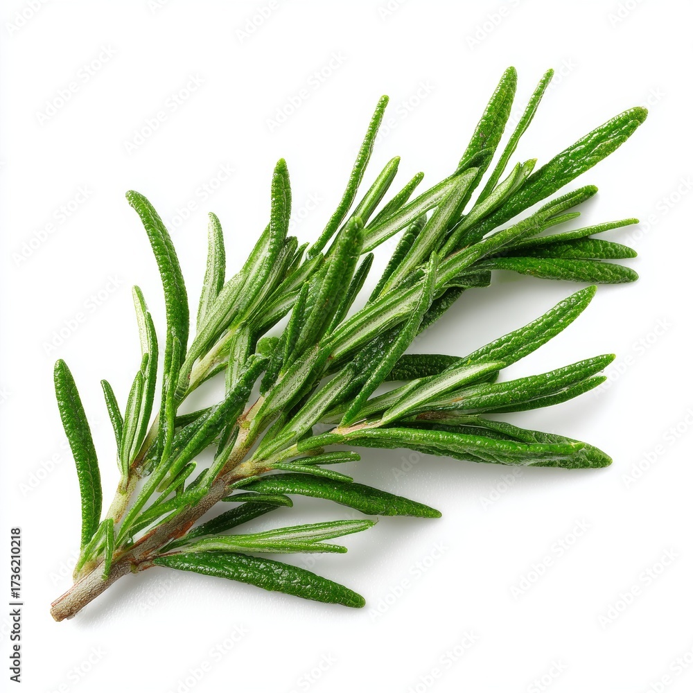 Fototapeta premium A close-up photo showcases a fresh rosemary sprig, ideal for culinary uses, with its fragrant leaves displayed in intricate detail