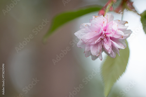 Spring blossom of Japanese cherry tree 
