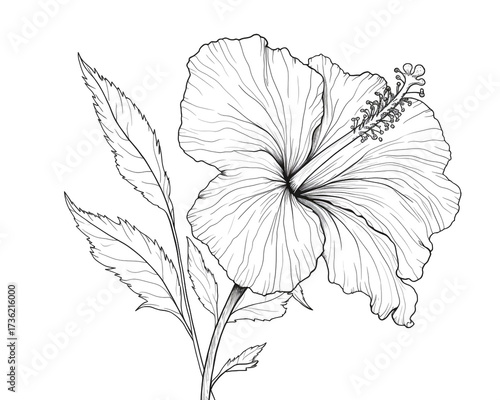 Elegant hibiscus flower illustration isolated on white background showcases intricate details of petals, stamen, and leaves in a delicate line drawing style