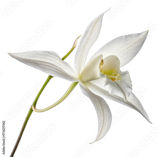 Elegant white orchid bloom against a stark black background