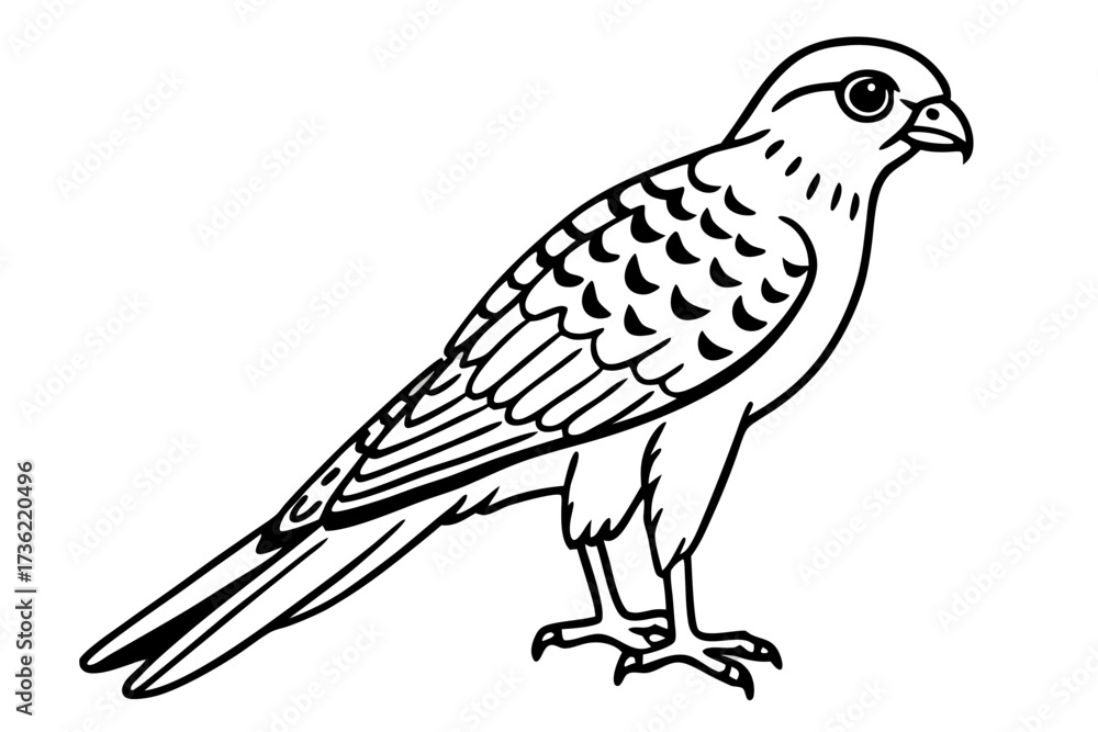 Fototapeta premium vector illustration of a common kestrel bird