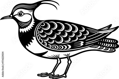 black and white northern lapwing birds