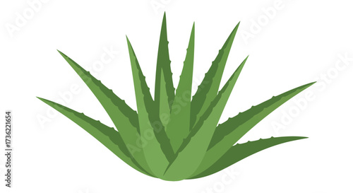 Flat Design Green Aloe Vera Succulent Medicinal Plant Illustration