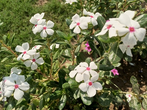 pink and white flowers