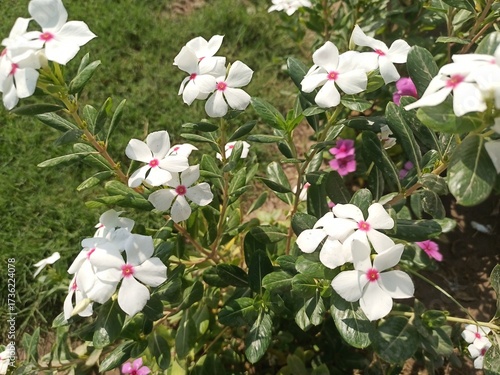 white and red flowers