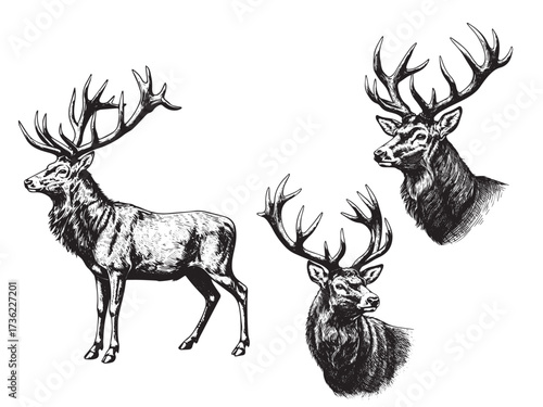 Stag With Antlers Vintage Engraved Mystical Animal Illustration Vector