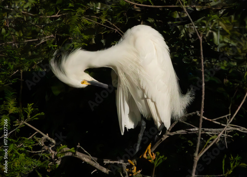 Canvas Print Snowy Egret preening