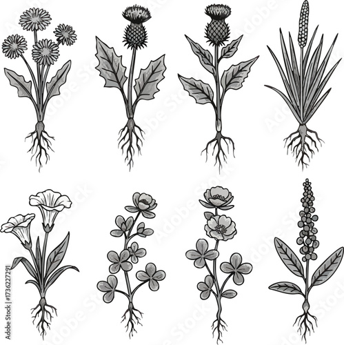 Detailed monochrome illustration of various botanical plant species with visible roots.