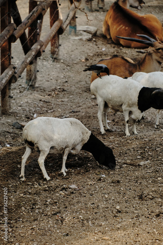 Group of sheep with black heads graze near an antelope lying down, a crow perches on one sheep back