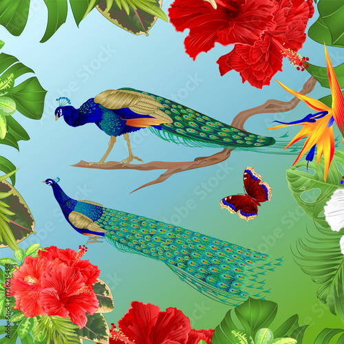 Peacocks in the jungle and butterfly hibiscus Strelitzia and tropical plants watercolor vintage vector illustration editable hand drawn
