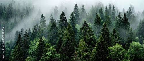 Fototapeta Naklejka Na Ścianę i Meble -  Dense forest canopy shrouded in misty atmosphere