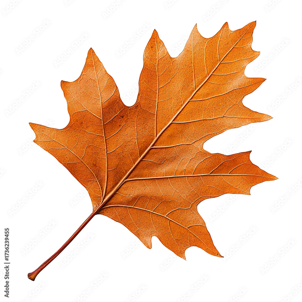 Obraz premium Single dry maple leaf falling isolated on transparent background.