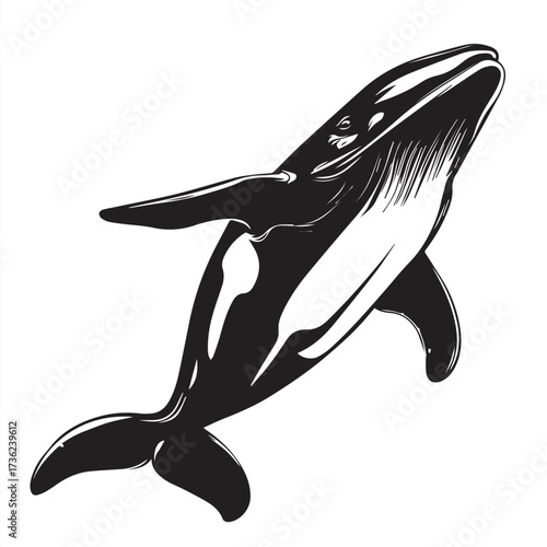 silhouette of a whale