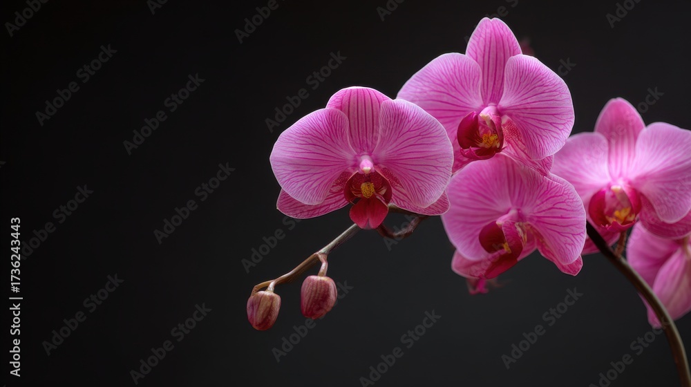Naklejka premium Stunning photo of beautiful pink orchid flower blooming on a dark background in studio shot.