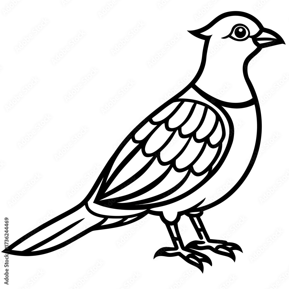 Fototapeta premium Nightjar line art vector
