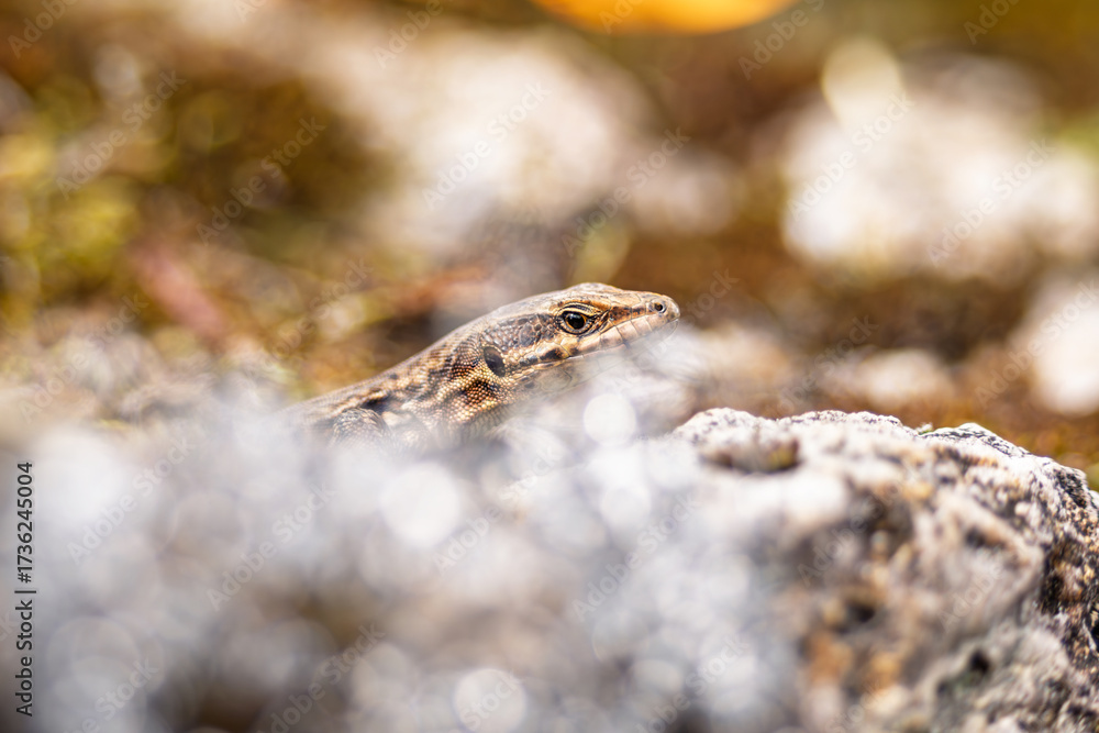 Naklejka premium portrait d'un jeune lézard des murailles en Proxi photographie, avec un joli bokeh artistique