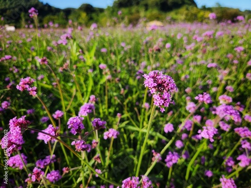 A field of purple flowers with a blurry background. Its purple flowers attract a large array of insects