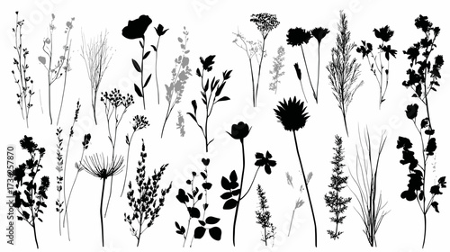 Set of black silhouettes of various wild flowers, plants, and grasses for botanical graphic design elements