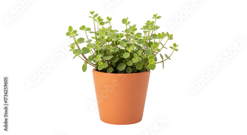 Εκτύπωση καμβά Isolated Creeping Jenny plant in terracotta pot, potted houseplant, green foliag