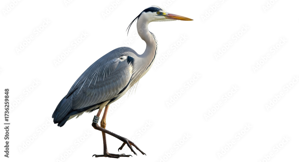 Fototapeta premium Isolated Grey Heron standing, looking right, bird with long beak, beautiful wildlife animal