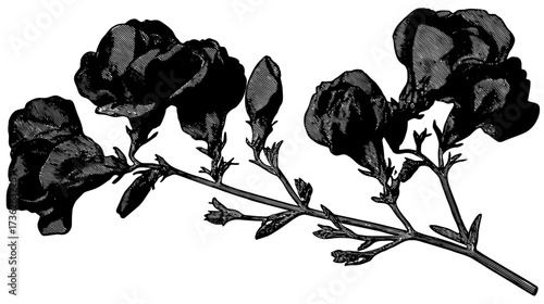 Vintage botanical illustration of a flowering plant stem with multiple blossoms and buds, an antique black and white floral drawing.