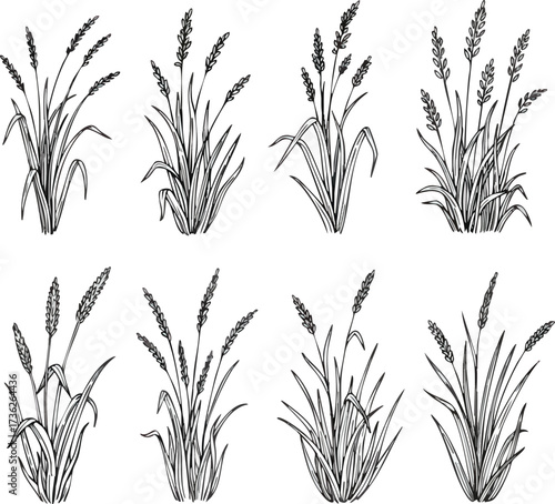 Eight detailed, monochrome vector illustrations of grass clumps with seed heads, arranged in a grid pattern on a white background.