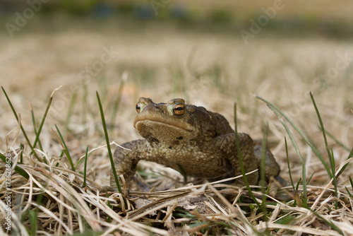 Frog in the dry grass