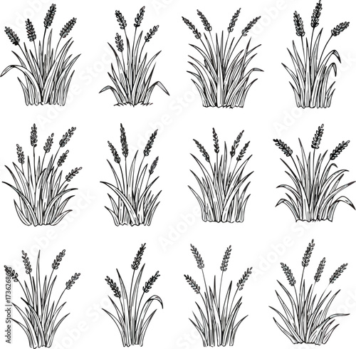 Twelve hand-drawn wheat or grass plant illustrations arranged in a grid pattern on a white background.