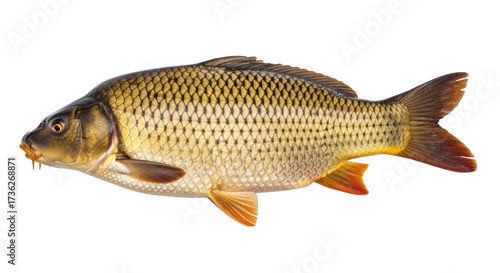 Isolated Freshwater Carp fish in profile, a popular game and food, close-up and detailed