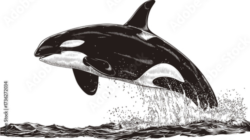 Dynamic black and white engraving illustration of a majestic orca killer whale breaching from the ocean waves, powerful marine mammal jump