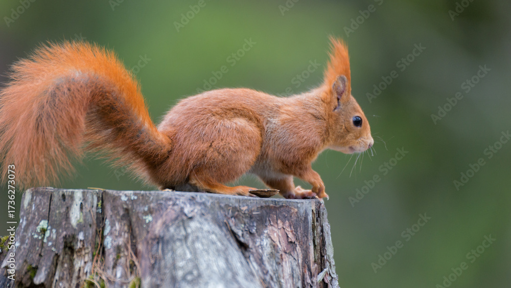 Obraz premium squirrel in the park